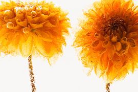 Chrysanthemums in ice 2 by Marc Heiligenstein