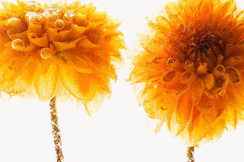 Chrysanthemen in Eis 2 von Marc Heiligenstein