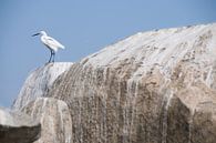 Zilverreiger op rots par Herman van Ommen Aperçu