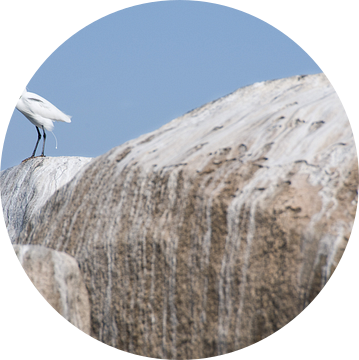 Zilverreiger op rots van Herman van Ommen