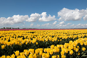 Gelbe Tulpen mit einem schönen bewölkten Himmel
