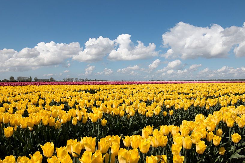 Yellow tulips with a beautiful cloudy sky by W J Kok