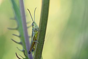 Grashüpfer zwischen dem Gras