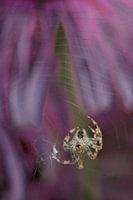 Spider in your own environment