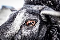 Sheep by Marfa thumbnail