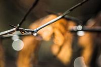 Bokeh regendrup