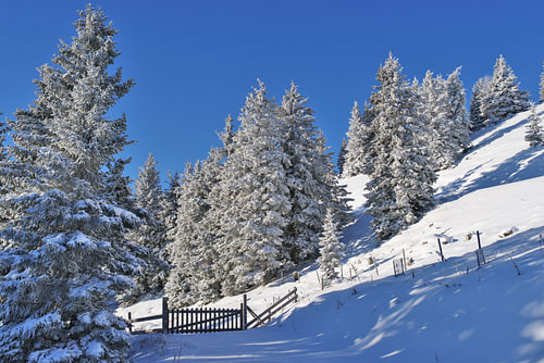 Sonniger Wintertag in den Bergen mit schneebedeckten Fichten und einem geschlossenen Holzgatter