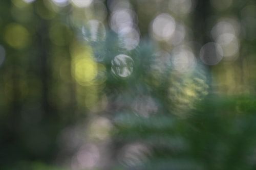 Forêt verte