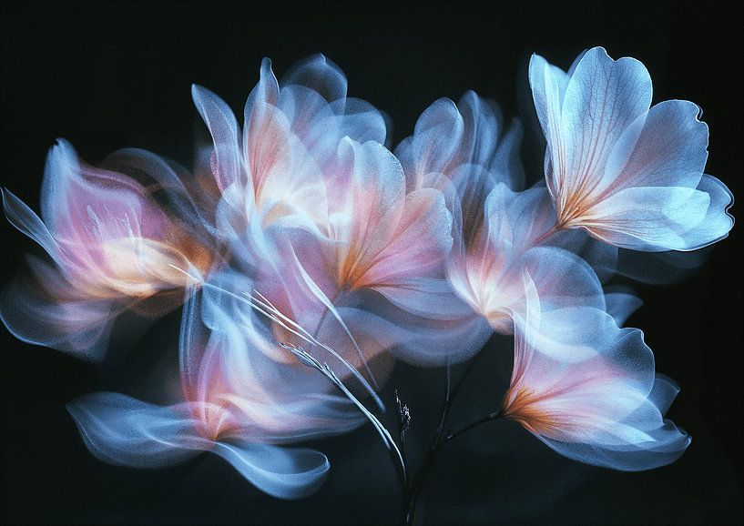 Das Blumengeheimnis von Sander Hupkes