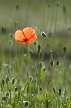 Mohnblume von René Vos