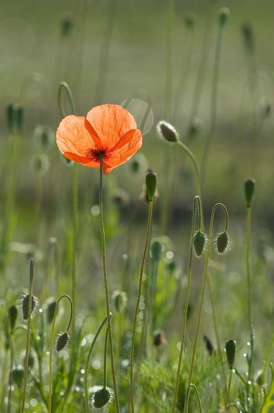 Coquelicot par René Vos