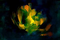Tulp