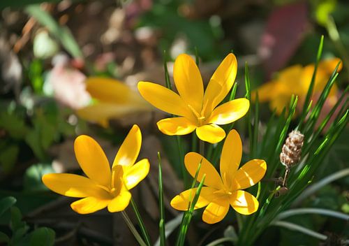 Crocus