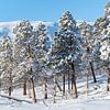 Besneeuwde bomen in Lapland van KC Photography