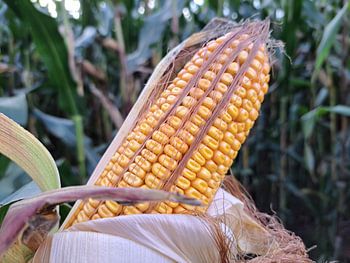 Warme, vruchtbare herfst