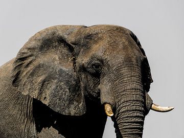 Elefant in freier Wildbahn von Omega Fotografie