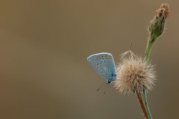 Icarusblauwtje van Albert Eggens