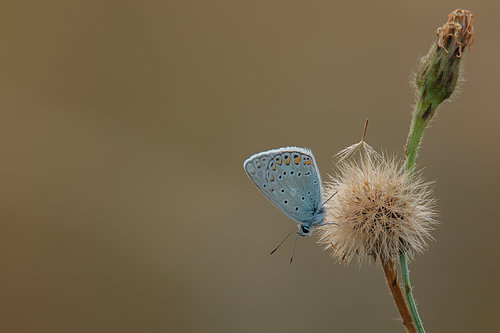 Bleu Icare