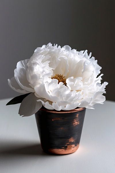 Weiße Pfingstrose im Topf von Imperial Art House