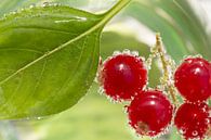 Berries and Bubbles by Tom Smit thumbnail