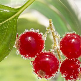 Berries and Bubbles by Tom Smit