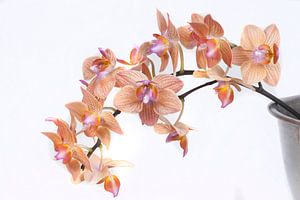 Phalaenopsis orchidee van Egon Zitter