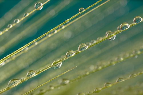 Abstractie:  Lijnen (sprietjes) met waterdruppeltjes in groen en turquoise