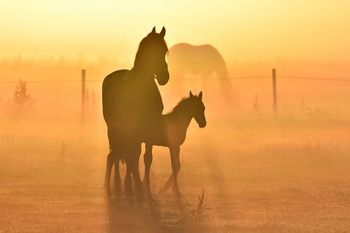 Friese paarden tijdens zonsopkomst