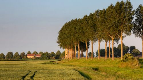 Polder landschap in avondlicht