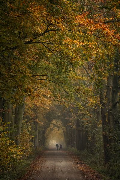 Walking in a fairytale avenue of trees by Moetwil en van Dijk - Fotografie