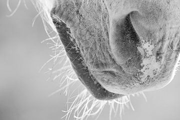 Camargue paardensnuit (zwart wit).  Detail van een paard. van Kris Hermans