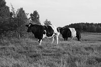 Waiting for the farmer - cows in black and white