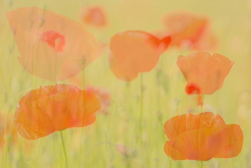 Klaprozenfestijn in de zomer van Andy Luberti