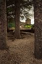 Eilean Donan (Dornie) Castle through the woods von Luis Boullosa Miniaturansicht