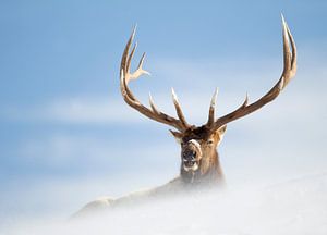 Portrait of a male Elk during winter. sur AGAMI Photo Agency