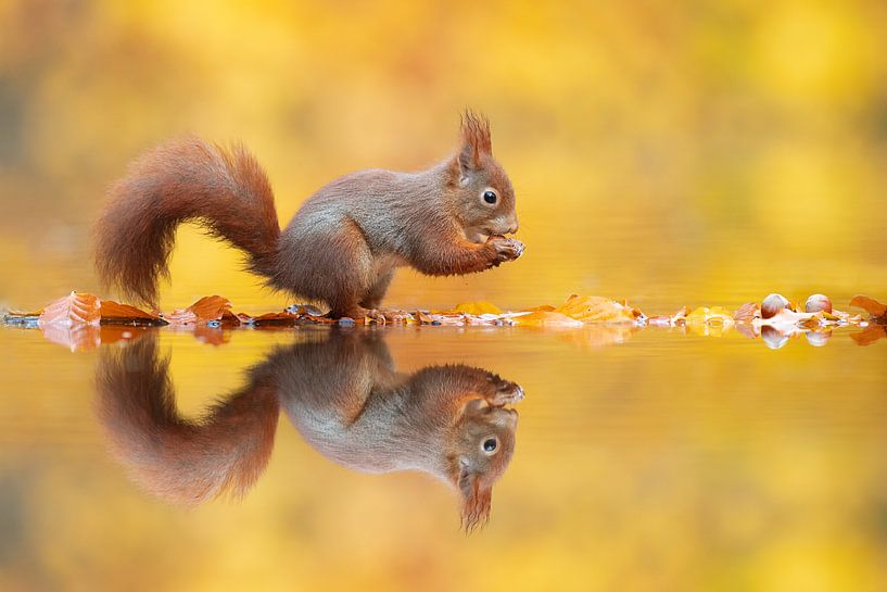 Autumn Squirrel by Dick van Duijn