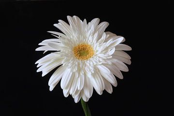 Gerbera