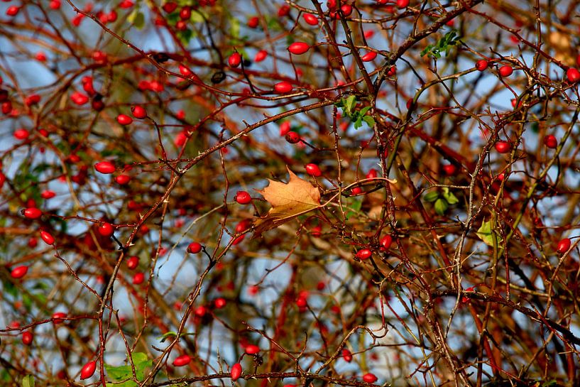 Rose hips by Thomas Jäger