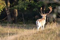 Deer on the lookout