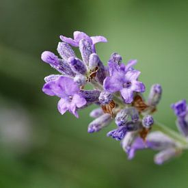 Lavendel (Lavandula angustifolia) von Beatrice Heinze