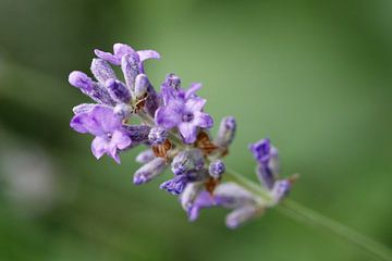 Lavendel (Lavandula angustifolia) van Beatrice Heinze