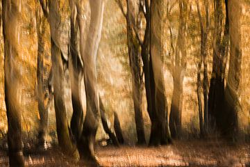 Speulderbos van Ingrid Van Damme fotografie