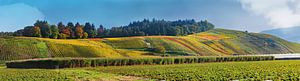 Automne doré près de Waldkirch 1.0 Panorama