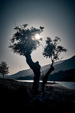 Sonnenuntergang hinter einsamem Baum - eintönig von 28Art - Yorda