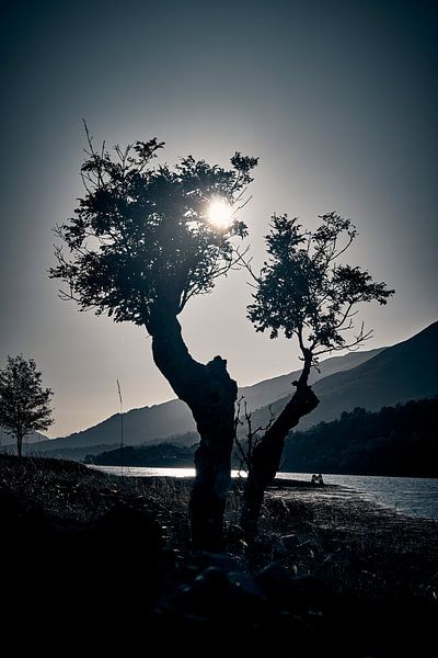 Coucher de soleil derrière un arbre solitaire - monotone par 28Art - Yorda