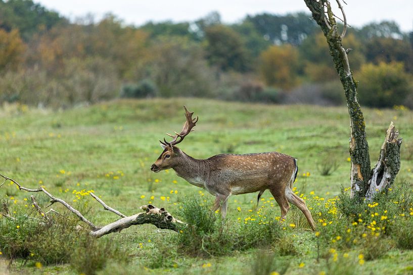 rustig lopend hert bij dode bomen en takken van Margriet Hulsker