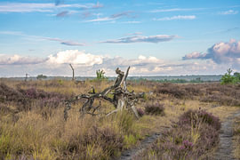 Kalmhoutse Heide von fotografiebiezen