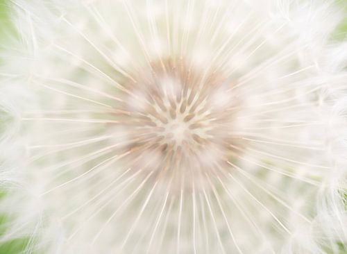 Fly away (Gros plan sur la boule de graines d'un pissenlit dans une ambiance douce) sur Birgitte Bergman
