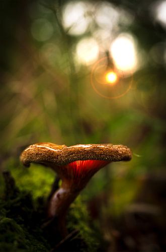 Magic Mushroom