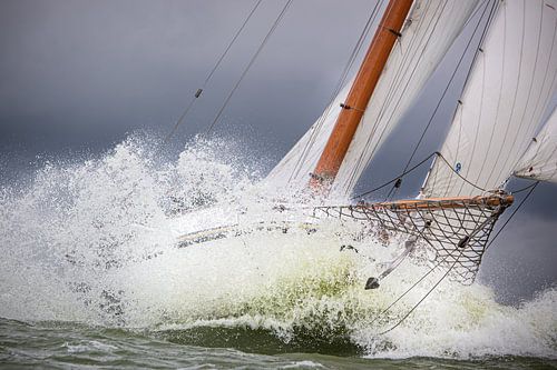 Lemsteraak in action